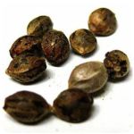 Семена марихуаны АК-47  (Seeds AK-47) в Буе